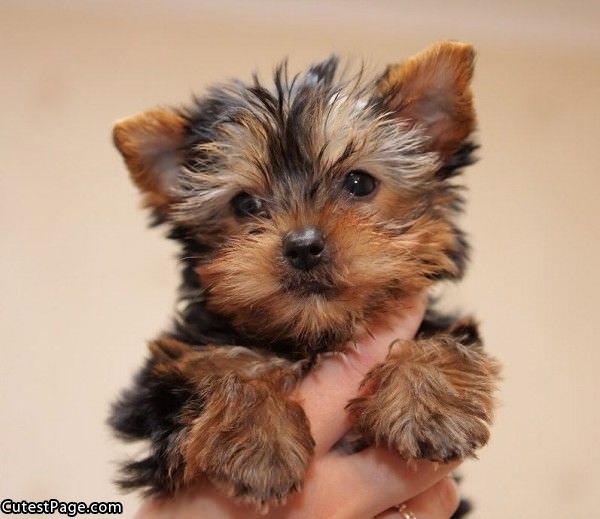 Cute Little Puppy Aww