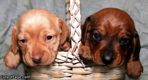 Cute Little Pups
