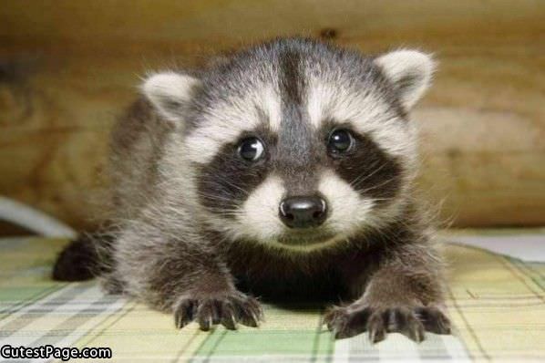 Cute Little Racoon