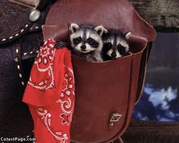 Cute Little Racoons