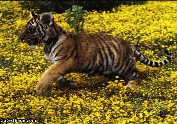 Cute Little Tiger