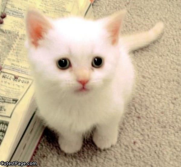 Cute Little White Kitten