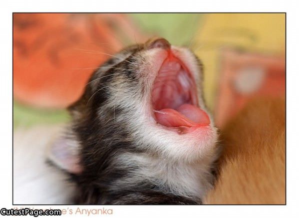 Cute Little Yawn