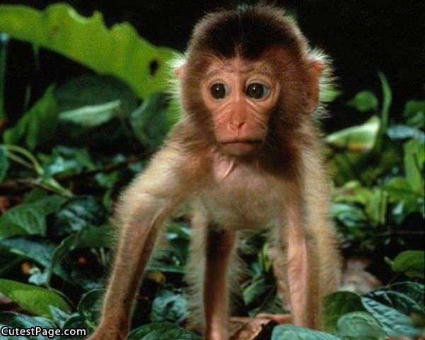 Cute Monkey