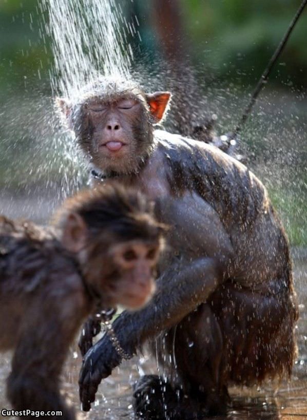 Cute Monkey Bath