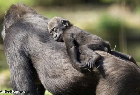 Cute Monkey Nap