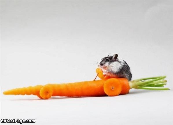 Cute Nom Carrot