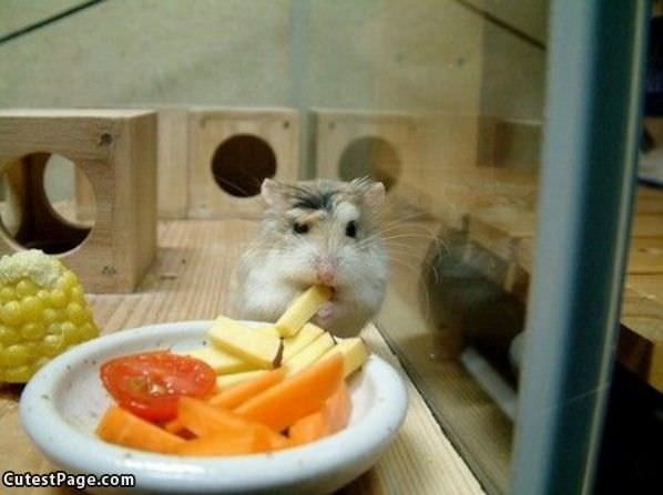 Cute Nom Mouse