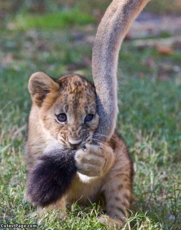 Cute Nom Tail