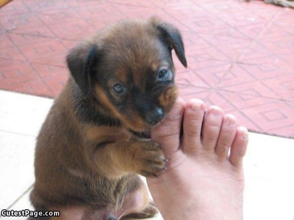 Cute Nom Toe