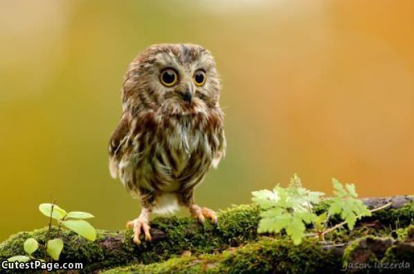 Cute Owl