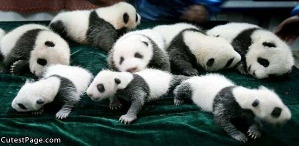 Cute Panda Babies