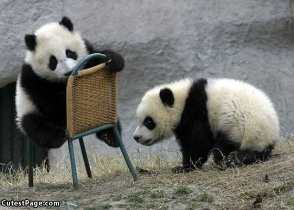 Cute Panda Chair