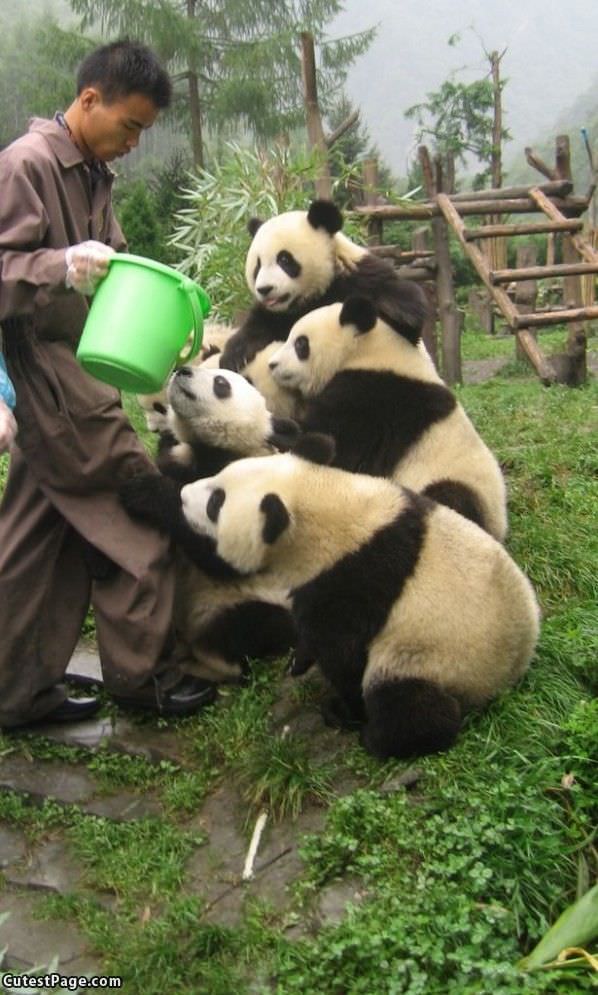 Cute Panda Dinner Time
