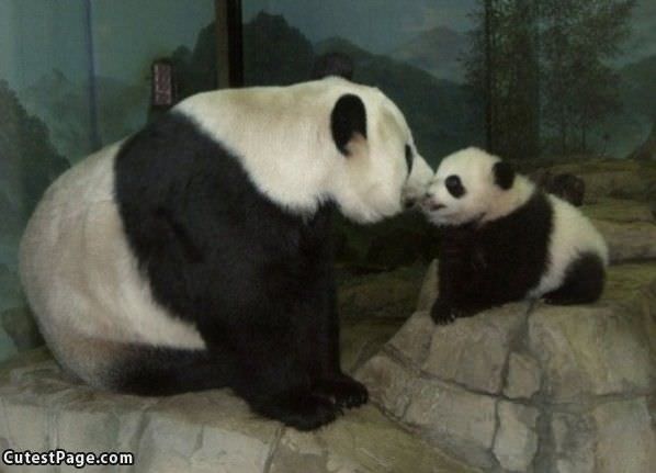 Cute Panda Kiss