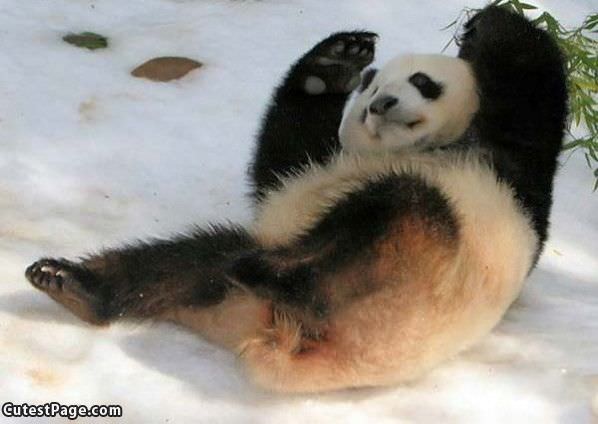 Cute Panda Playing
