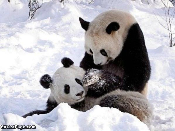 Cute Pandas Playing