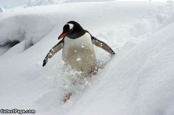 Cute Penguin