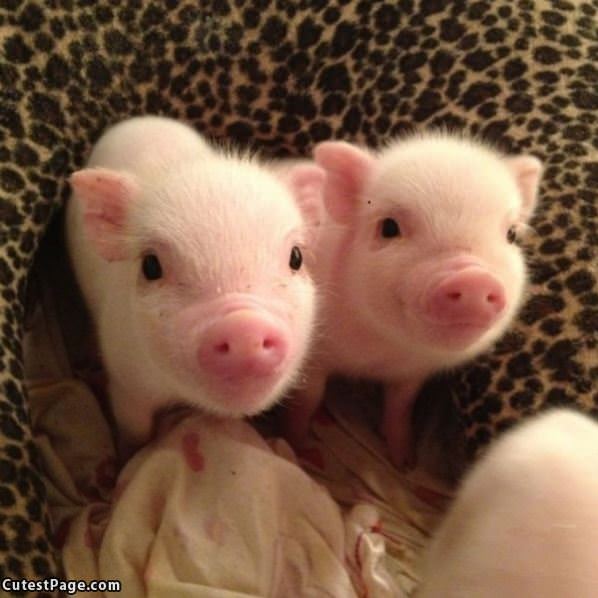 Cute Piggies