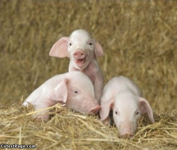 Cute Pigs