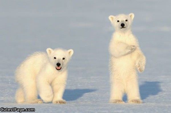 Cute Polar Bears