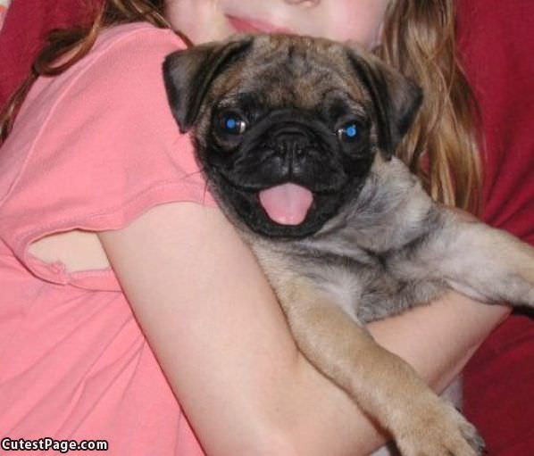 Cute Pug