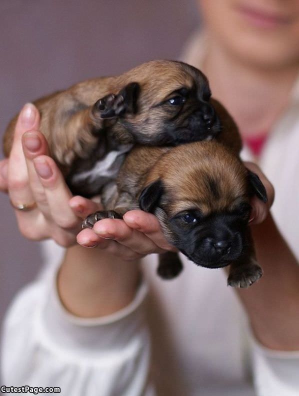 Cute Puppies