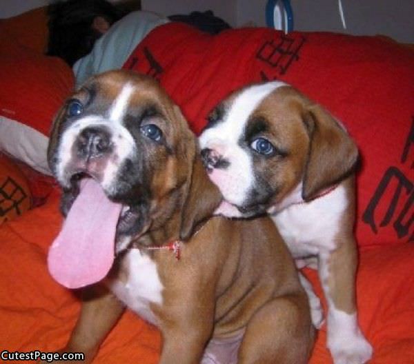 Cute Puppies Pic