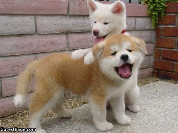 Cute Puppies Playing