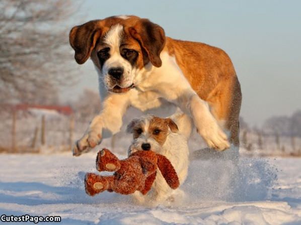 Cute Puppies Playing