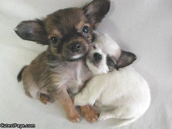 Cute Pupps