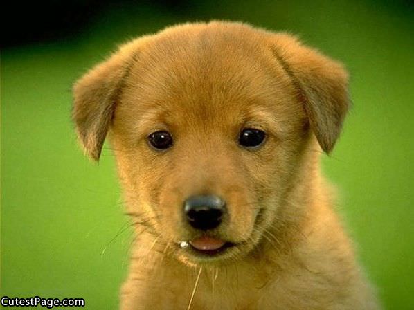 Cute Puppy