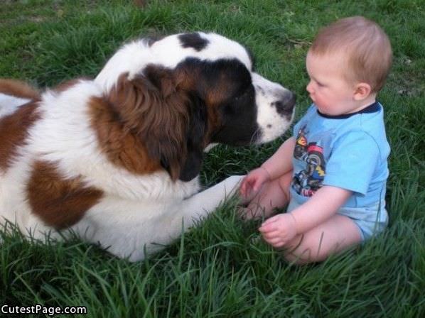 Cute Puppy And Kid