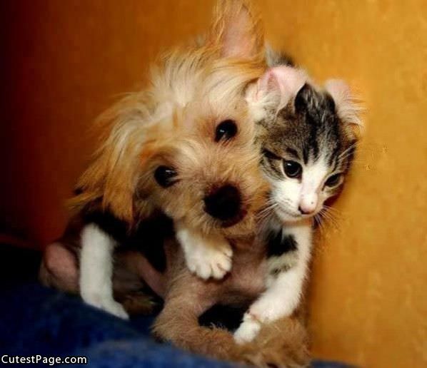 Cute Puppy And Kitten