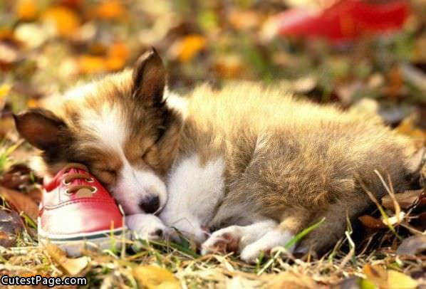 Cute Puppy And Sneaker