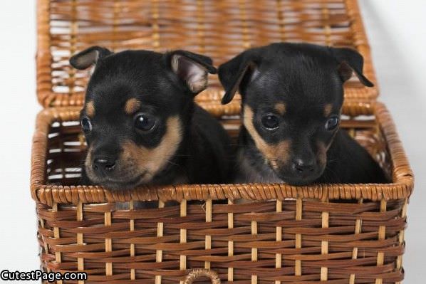Cute Puppy Basket
