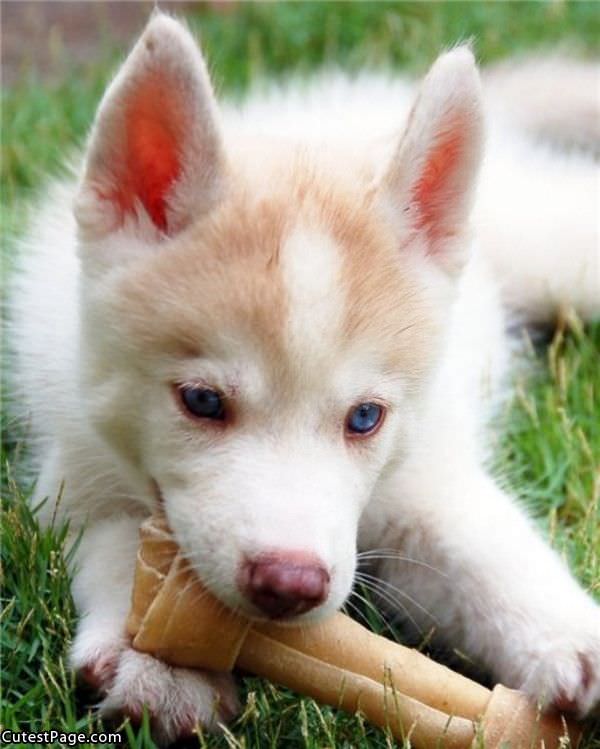 Cute Puppy Bone