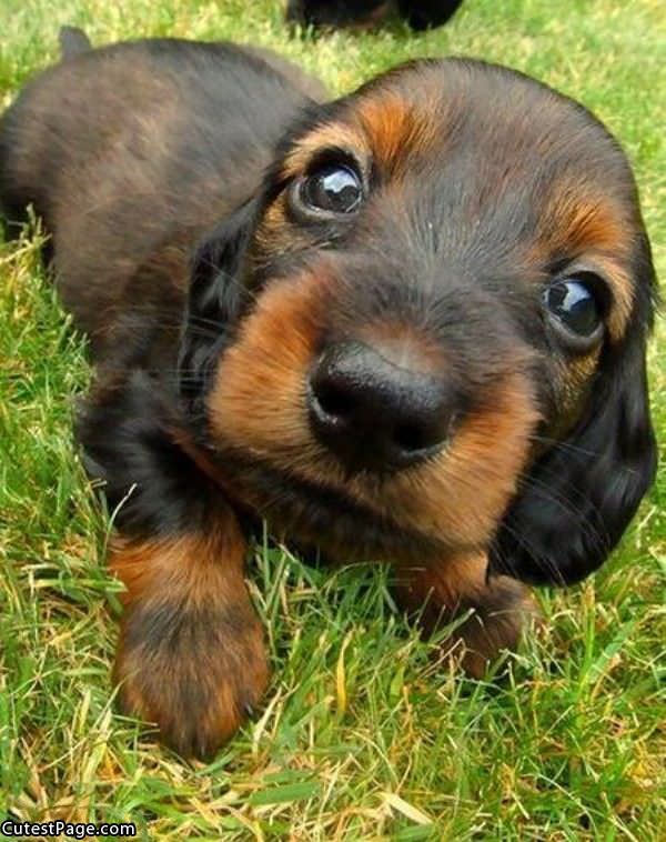 Cute Puppy Eyes Pic