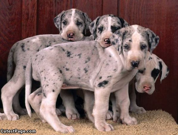Cute Puppy Family