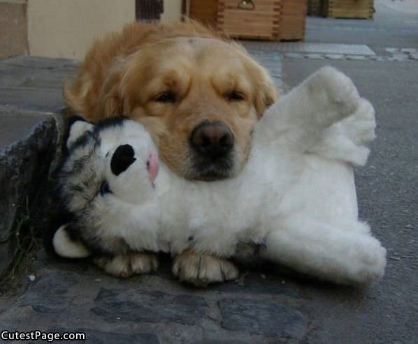 Cute Puppy Has His Friend