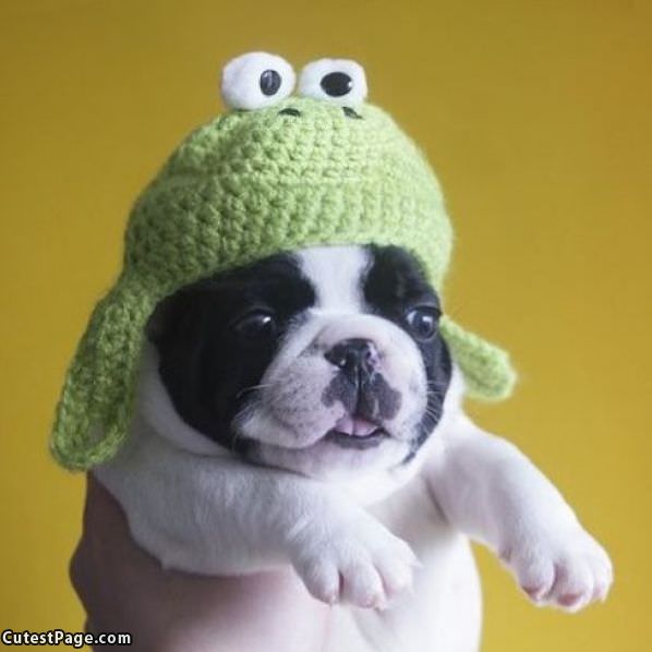 Cute Puppy Hat