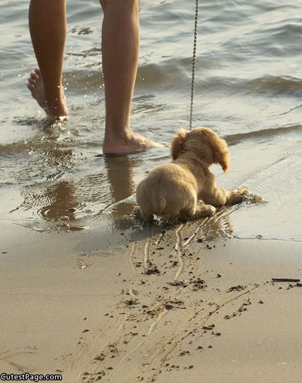 Cute Puppy Hates Water