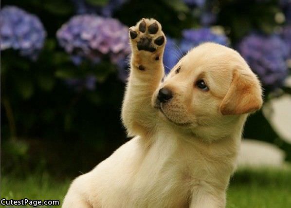 Cute Puppy High 5