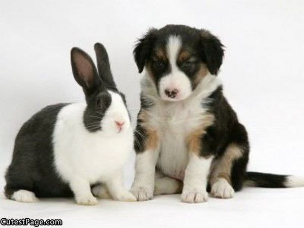 Cute Puppy Rabbit