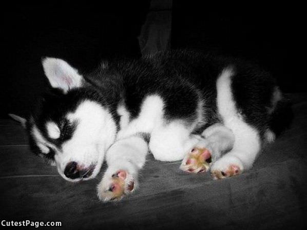 Cute Puppy Sleeping