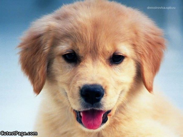 Cute Puppy Smile