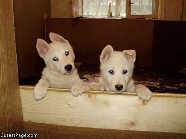 Cute Pups