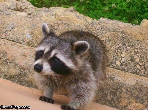 Cute Racoon