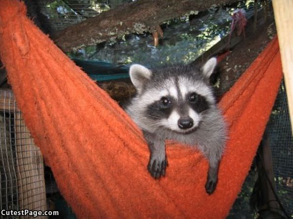 Cute Racoon