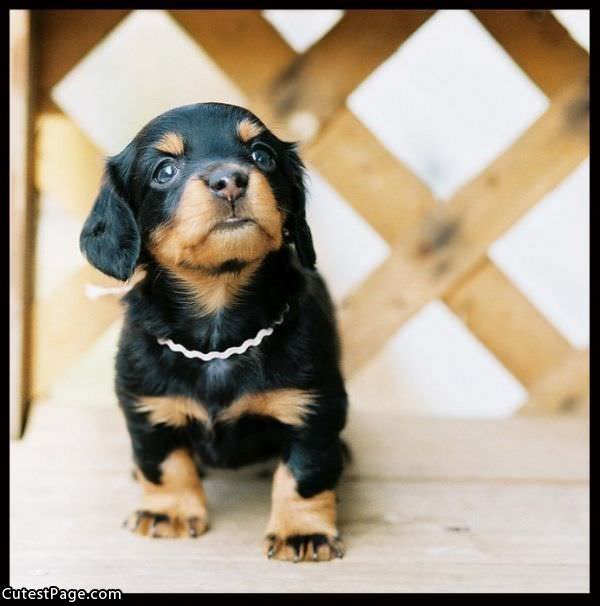 Cute Rotty